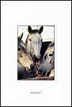 Horses - Portrait