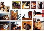 Cats