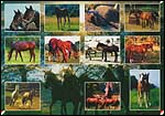 Horses2
