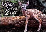 White Tailed Deer (Odocoileus virginianus) Inhabits most of North American