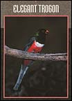 Elegant Trogon (Trogon elegans) Rare in US & inhabit most of southern Arizona