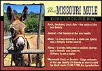 The Missouri Mule (Missouri's Official State Animal)
