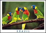 Parrots1 'Lorikeets'