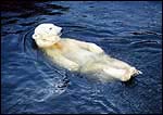 Polar Bear having a dip