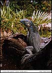 Cayman Blue Iguana, Cayman Islands, B.W.I