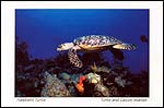 Hawksbill Turtle