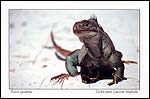 Rock Iguana