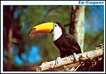 Hornbill 