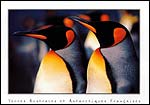 Penguins
