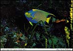 Queen Angel Fish, Cayman Islands, B.W.I