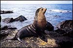 Male Otter