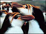 Royal Penguins on Macquarie Island