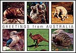 Wombat, Koala & Baby, Dingo, Kookaburra, Kangaroo & Echidna