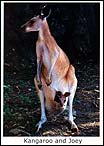 Kangaroo & Joey