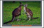 Kangaroos2