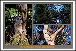 Koalas3 - Australia