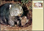 Wombats