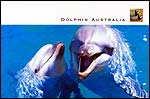 Bottlenose Dolphins2