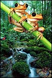 Frog Stream