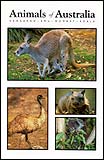 4 Animals of Australia (Kangaroo, Emu, Wombat, Koala)