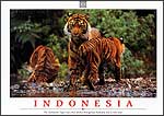 The Sumatran Tiger