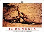 Komodo dragons, the world's largest lizards