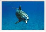Dolphin3