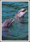 Dolphins3