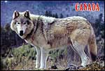 Wolf1