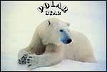 Polar Bear 1
