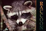 Raccoon