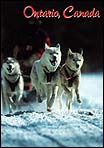 Sled Dog derby action in Minden, Haliburton