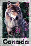 Grey Wolf