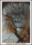 Orang Utan2