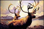 Moose