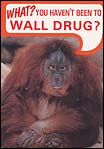 Orang Utan1