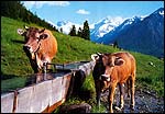 Cows