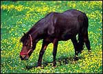 Horse1