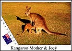 Kangaroo1 -  Mother & Joey