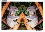 Koala2