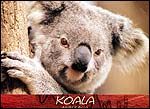Koala1