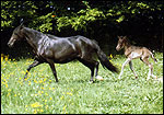 Horses4