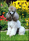 Dog1