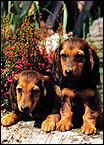 Dogs2