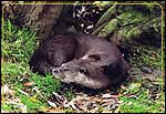 Otter (Lutra Lutra)