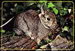 Rabbit (Oryctolagus Cuniculas)