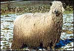Wensleydale Sheep