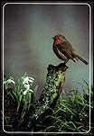 Robin (Erithacus Rubecula)