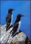 Razorbill (Alcatorda)
