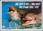 Bottlenose Dolphins1